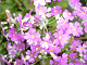hana001[1].png